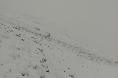 02.09 - BISHORN (46)